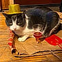 cat, grey_cat, white_cat, top_hat, glitter_hat, small_glass, red_liquid, wooden_floor, brown_paper, pet, animal, indoor, funny, costume, celebration, relaxed, sitting, closeup, domestic_cat, household