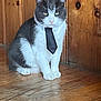 cat, tie, wood_floor, wood_paneling, pet, animal, indoor, sitting, black_and_white, fur, whiskers, business, formal, cute, domestic_cat, portrait, flooring, feline, mammal, tie_wearing