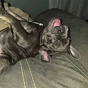 Dex joined the competition — help win amazing prizes! dog, pet, playful, lying_down, couch, indoor, brown_fur, ears, mouth_open, tongue, eyes, fur_texture, animal, canine, relaxed, stitching, fabric, home, comfort, resting