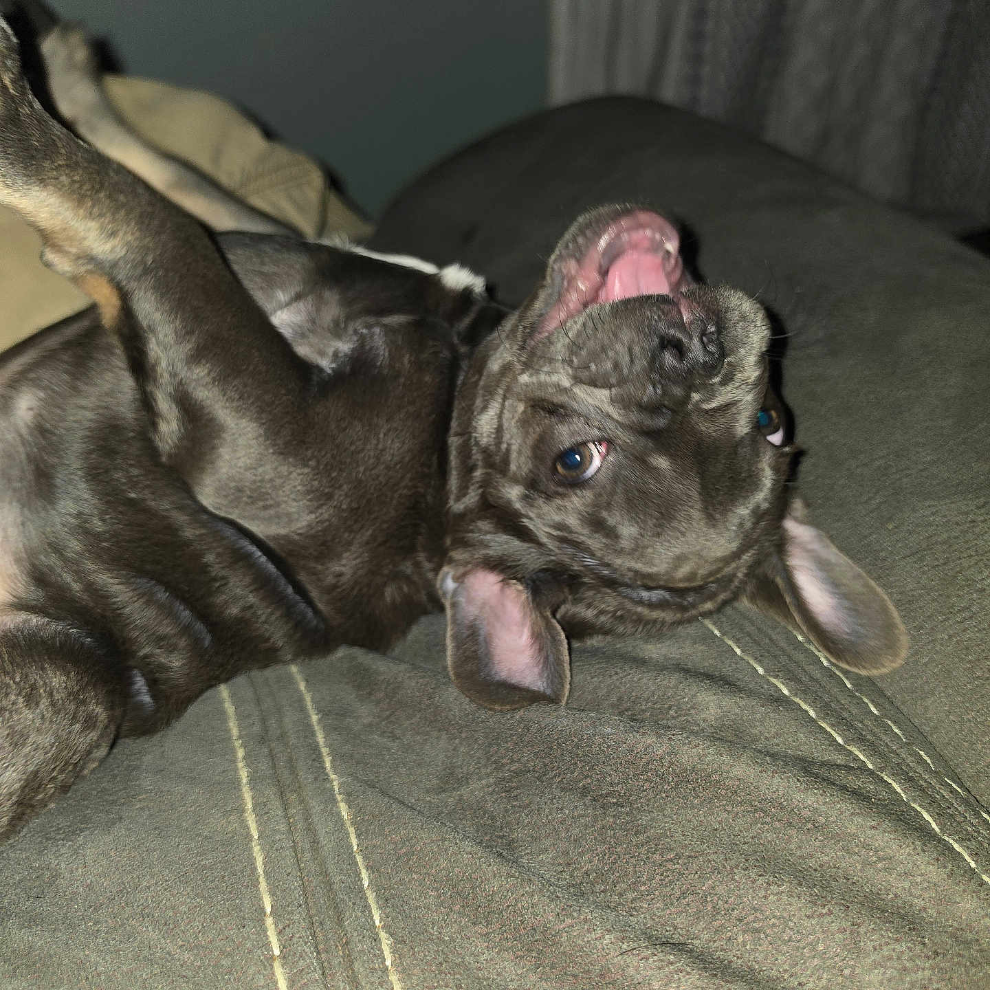 Dex joined the competition — help win amazing prizes! dog, pet, playful, lying_down, couch, indoor, brown_fur, ears, mouth_open, tongue, eyes, fur_texture, animal, canine, relaxed, stitching, fabric, home, comfort, resting