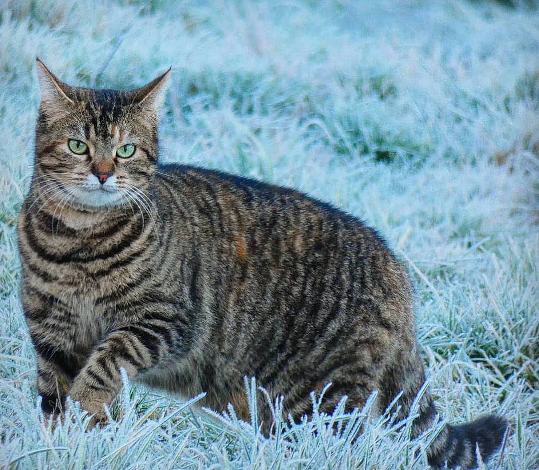 Nelly a rejoint le concours — aidez-le/la à gagner de superbes lots ! art, carnivore, cat, domestic_short_haired_cat, felidae, fur, grass, lynx, natural_landscape, painting, sky, small_to_medium_sized_cats, snout, snow, tail, terrestrial_animal, tree, water, whiskers, wildlife