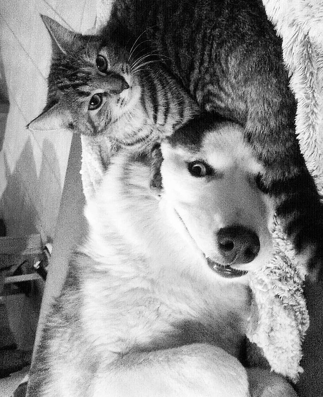 Nelly participe au concours pour gagner de l'argent avec cette photo : art, black_and_white, carnivore, cat, dog, dog_breed, domestic_short_haired_cat, felidae, fur, iris, jaw, monochrome, monochrome_photography, sled_dog, small_to_medium_sized_cats, snout, style, terrestrial_animal, whiskers, wolf