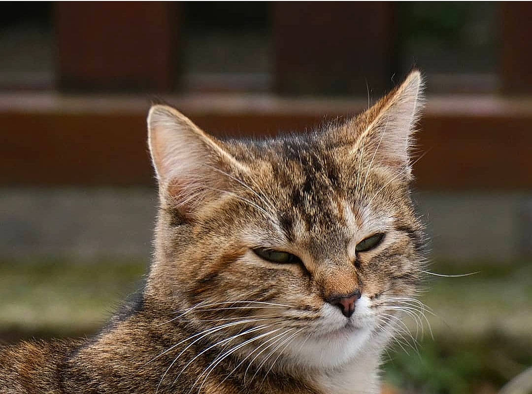 Nelly a rejoint le concours — aidez-le/la à gagner de superbes lots ! carnivore, cat, domestic_short_haired_cat, eye, felidae, fur, grass, head, small_to_medium_sized_cats, snout, terrestrial_animal, whiskers, wildlife