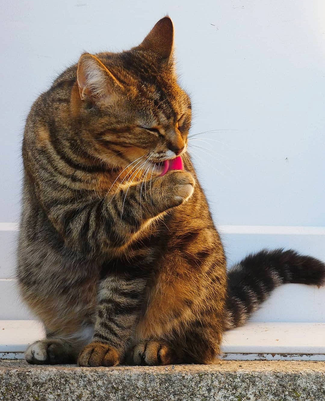Nelly participe au concours pour gagner de l'argent avec cette photo : carnivore, cat, claw, domestic_short_haired_cat, fawn, felidae, fur, paw, sitting, small_to_medium_sized_cats, snout, tail, terrestrial_animal, whiskers, wildlife