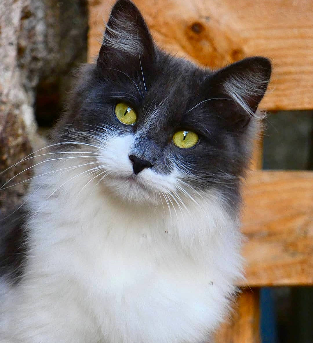 Oggy participe au concours pour gagner de l'argent avec cette photo : carnivore, cat, domestic_short_haired_cat, felidae, fur, small_to_medium_sized_cats, tail, terrestrial_animal, whiskers, window, wood