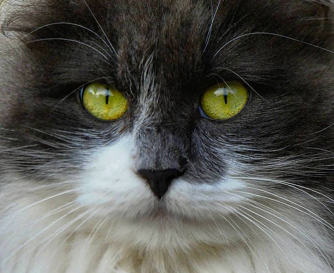 Oggy a rejoint le concours — aidez-le/la à gagner de superbes lots ! british_longhair, carnivore, cat, close_up, eye, felidae, fur, hair, head, iris, plant, science, small_to_medium_sized_cats, snout, terrestrial_animal, whiskers