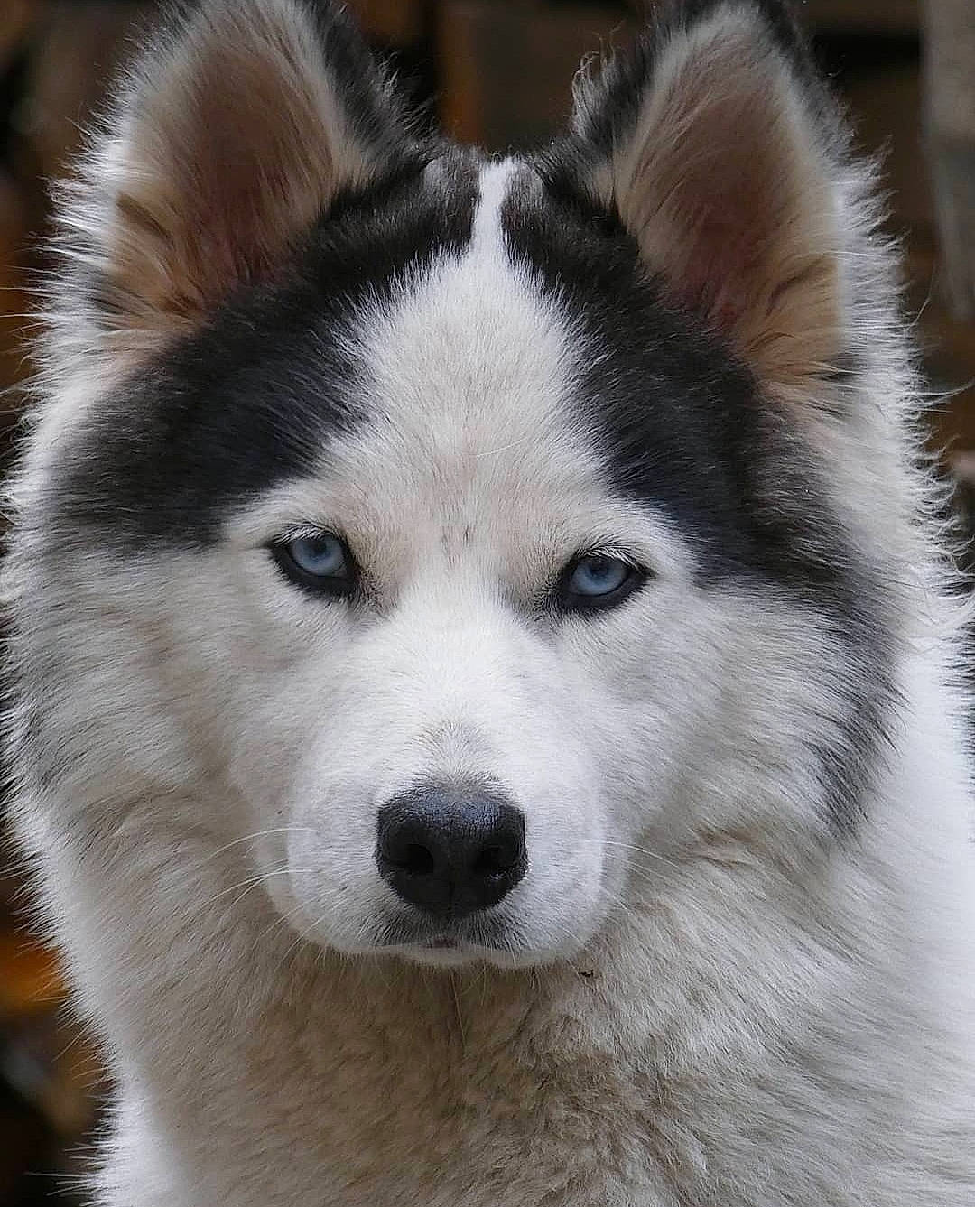 Nala participe au concours pour gagner de l'argent avec cette photo : ancient_dog_breeds, canidae, canis, carnivore, companion_dog, dog, dog_breed, eye, fur, jaw, non_sporting_group, siberian_husky, sled_dog, snout, sporting_group, terrestrial_animal, whiskers, wolf, working_animal, working_dog