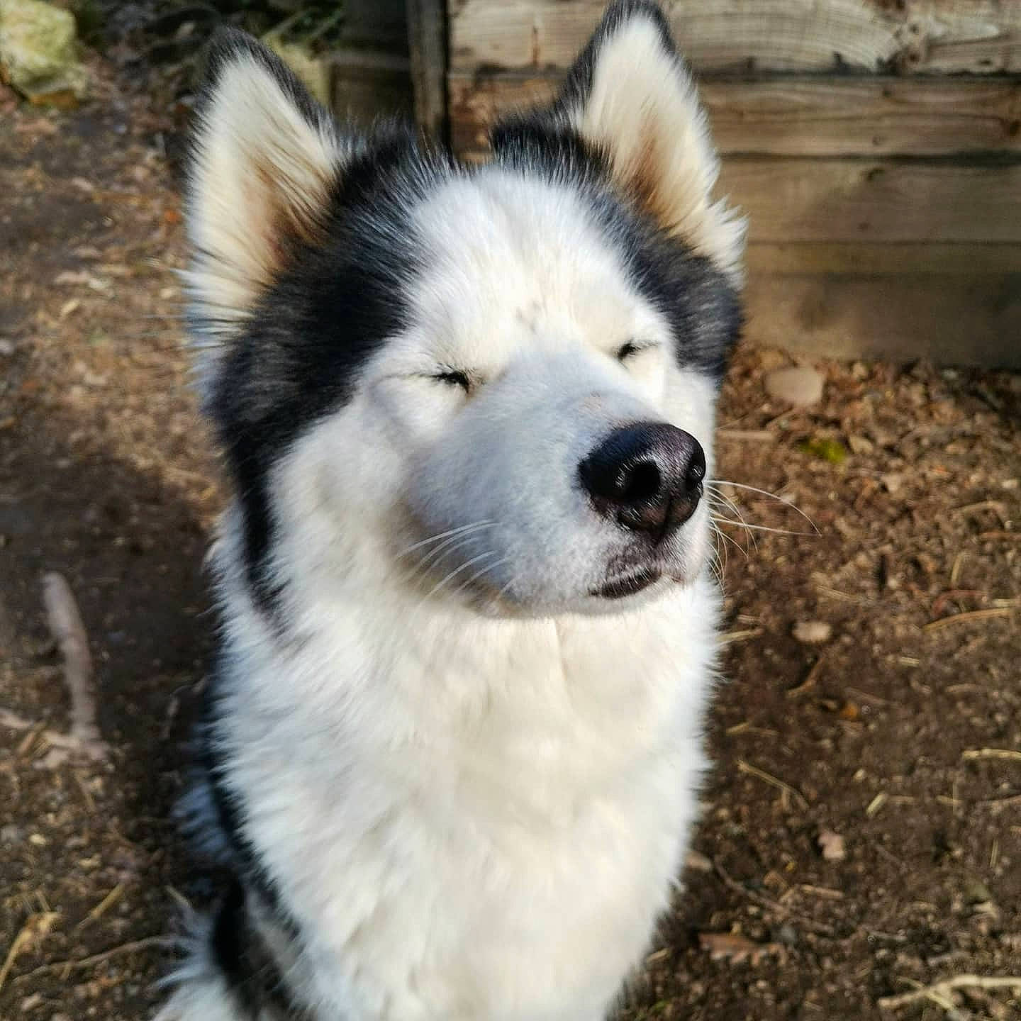 Nala participe au concours pour gagner de l'argent avec cette photo : canidae, canis, carnivore, companion_dog, dog, dog_breed, fur, grass, plant, siberian_husky, sled_dog, snout, sporting_group, terrestrial_animal, tree, whiskers, wildlife, wolf, working_animal, working_dog