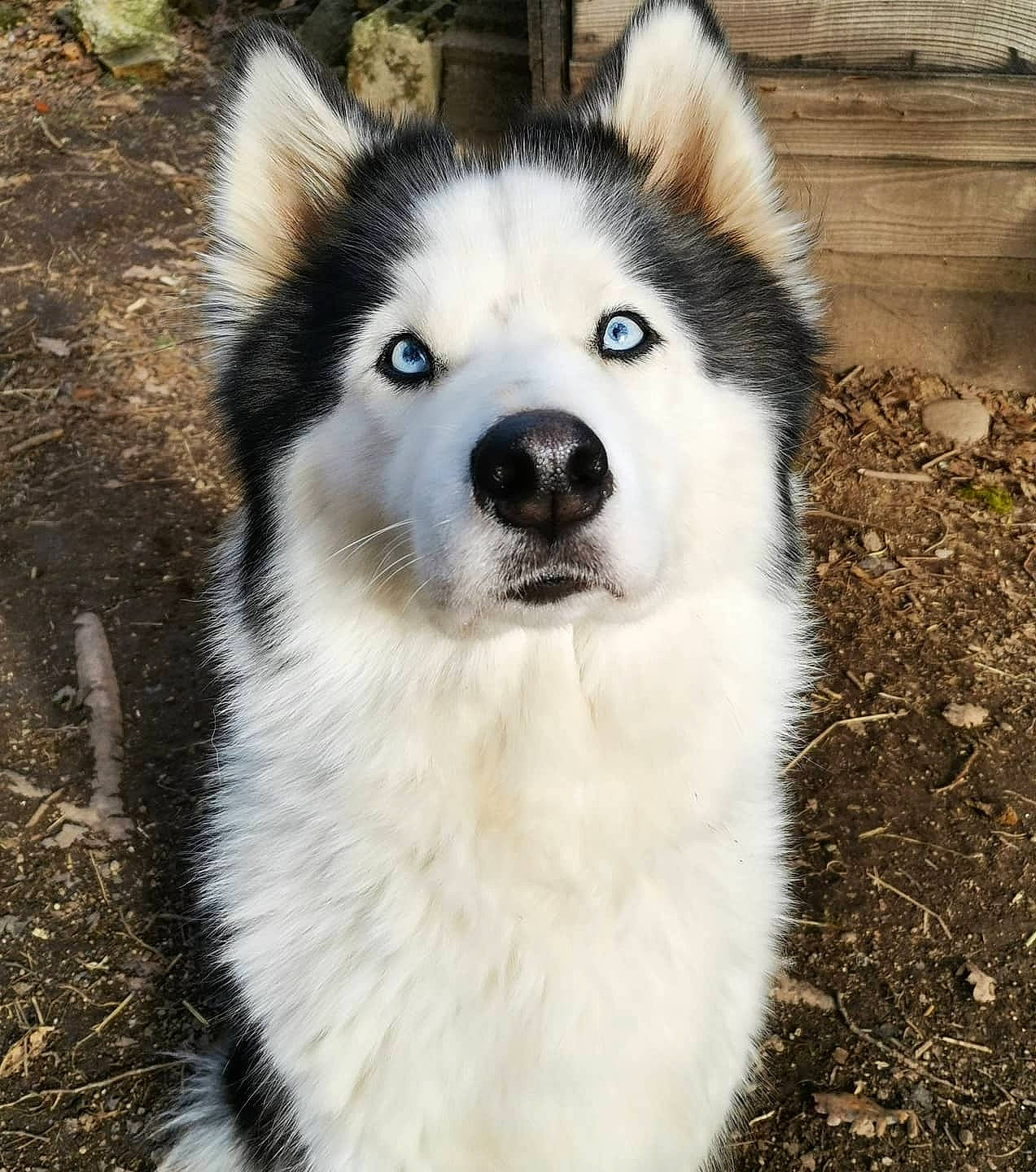 Nala a rejoint le concours — aidez-le/la à gagner de superbes lots ! canidae, canis, carnivore, companion_dog, dog, dog_breed, fur, grass, iris, jaw, siberian_husky, sled_dog, snout, sporting_group, terrestrial_animal, whiskers, wildlife, wolf, working_animal, working_dog