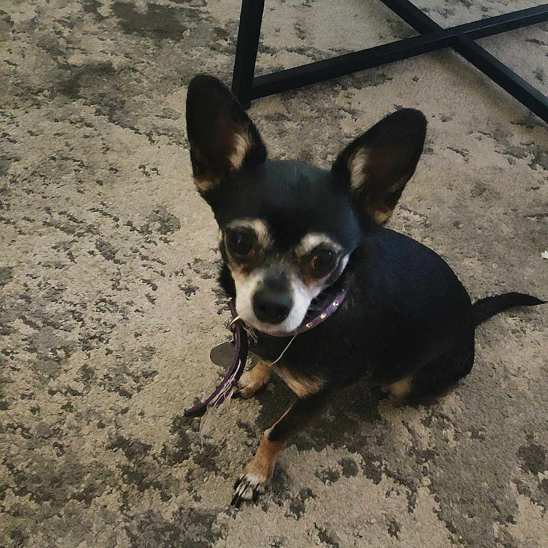 Lily joined the competition — help win amazing prizes! accessories, animal, boy, canine, chihuahua, child, clothing, dog, footwear, leash, male, path, person, pet, puppy, runningshoe, sandal, shoe, sneaker, strap