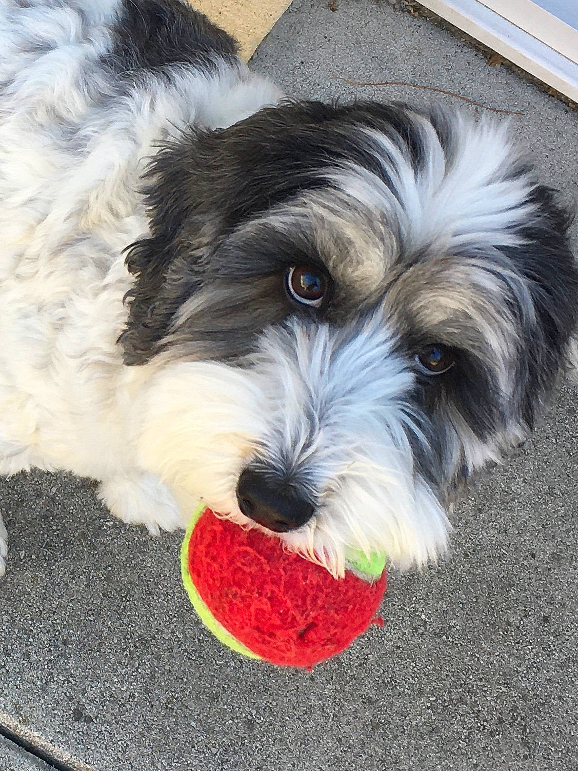 Bahia a rejoint le concours — aidez-le/la à gagner de superbes lots ! ancient_dog_breeds, biewer_terrier, canidae, carnivore, companion_dog, dog, dog_breed, maltepoo, non_sporting_group, plant, puppy, small_terrier, snout, sporting_group, terrier, toy_dog, water_dog, working_animal