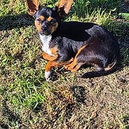 Saîko a rejoint le concours — aidez-le/la à gagner de superbes lots ! dog, small_dog, outdoor, grass, sunlight, animal, pet, black_and_brown, relaxed, lying_down, ears, nature, cute, canine, sunny_day, fur, mammal, ground, daylight, adorable