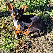Saîko a rejoint le concours — aidez-le/la à gagner de superbes lots ! animal, black_and_tan, canine, closeup, cute, daylight, dog, ears, fur, grass, lying_down, mammal, nature, outdoor, pet, relaxed, shadow, small_dog, sunlight, sunny