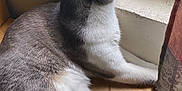 Mr. Rumples is registered to the contest to win money with this photo: cat, windowsill, wooden_surface, gray_fur, white_fur, indoor, natural_light, mesh_screen, curtain, relaxed, pet, animal, feline, looking_outside, daylight, quiet, resting, side_view, whiskers, tail