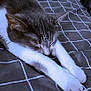 cat, sleeping, bed, indoor, pet, feline, gray, white, paws, stretching, cozy, resting, fur, animal, domestic, quiet, relaxed, closeup, mammal, home