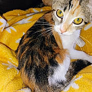 Callie joined the competition — help win amazing prizes! animal, blanket, calico, cat, closeup, cozy, curious, cute, domestic_cat, feline, fur, indoor, pet, relaxed, sitting, soft_texture, whiskers, white_patterns, yellow_blanket, yellow_eyes