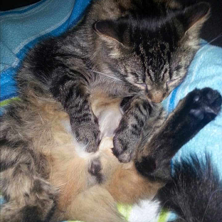 Ringo