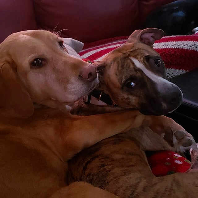 Moana joined the competition — help win amazing prizes! azawakh, canidae, carnivore, dog, dog_breed, fawn, lurcher, mammal, mudhol_hound, pointing_breed, saluki, snout, sporting_group, vertebrate, vizsla, weimaraner
