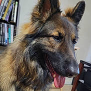 Ruby joined the competition — help win amazing prizes! dog, german_shepherd, pet, animal, indoor, living_room, furniture, bookshelf, tongue_out, happy, close_up, fur, ears, canine, domestic_animal, home, mammal, companion, portrait, friendly