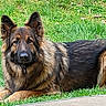 dog, german_shepherd, animal, pet, grass, outdoor, fur, ears, canine, laying, nature, mammal, portrait, alert, companion, friendly, domestic_animal, grass_field, resting, summer