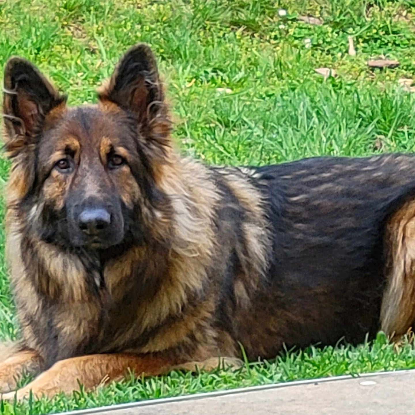 Ruby joined the competition — help win amazing prizes! dog, german_shepherd, animal, pet, grass, outdoor, fur, ears, canine, laying, nature, mammal, portrait, alert, companion, friendly, domestic_animal, grass_field, resting, summer