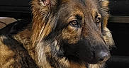 Ruby is registered to the contest to win money with this photo: dog, german_shepherd, pet, indoor, fur, ears, canine, animal, portrait, face, brown, black, long_hair, alert, sitting, closeup, muzzle, eyes, companion, calm