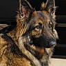 dog, german_shepherd, pet, indoor, fur, ears, canine, animal, portrait, face, brown, black, long_hair, alert, sitting, closeup, muzzle, eyes, companion, calm