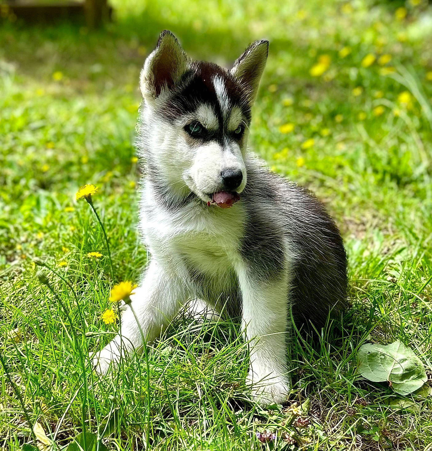 Uggo a rejoint le concours — aidez-le/la à gagner de superbes lots ! art, canidae, carnivore, companion_dog, dog, dog_breed, eye, grass, groundcover, plant, siberian_husky, sled_dog, snout, sporting_group, tail, terrestrial_animal, whiskers, wildlife, working_animal, working_dog