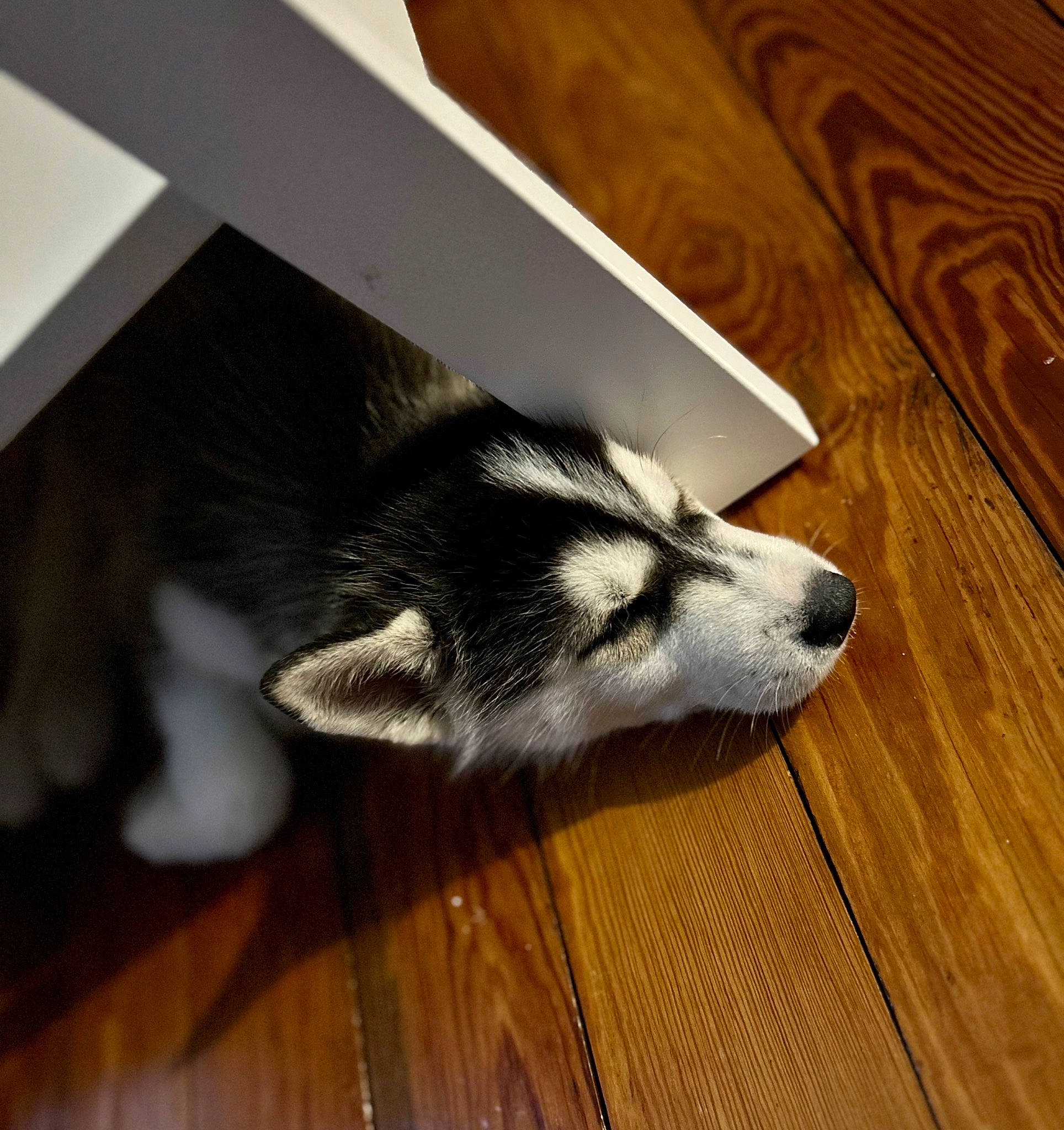 Uggo a rejoint le concours — aidez-le/la à gagner de superbes lots ! canidae, carnivore, companion_dog, dog, dog_breed, domestic_short_haired_cat, felidae, floor, flooring, fur, hardwood, laminate_flooring, paw, small_to_medium_sized_cats, tail, varnish, whiskers, wood, wood_flooring, wood_stain