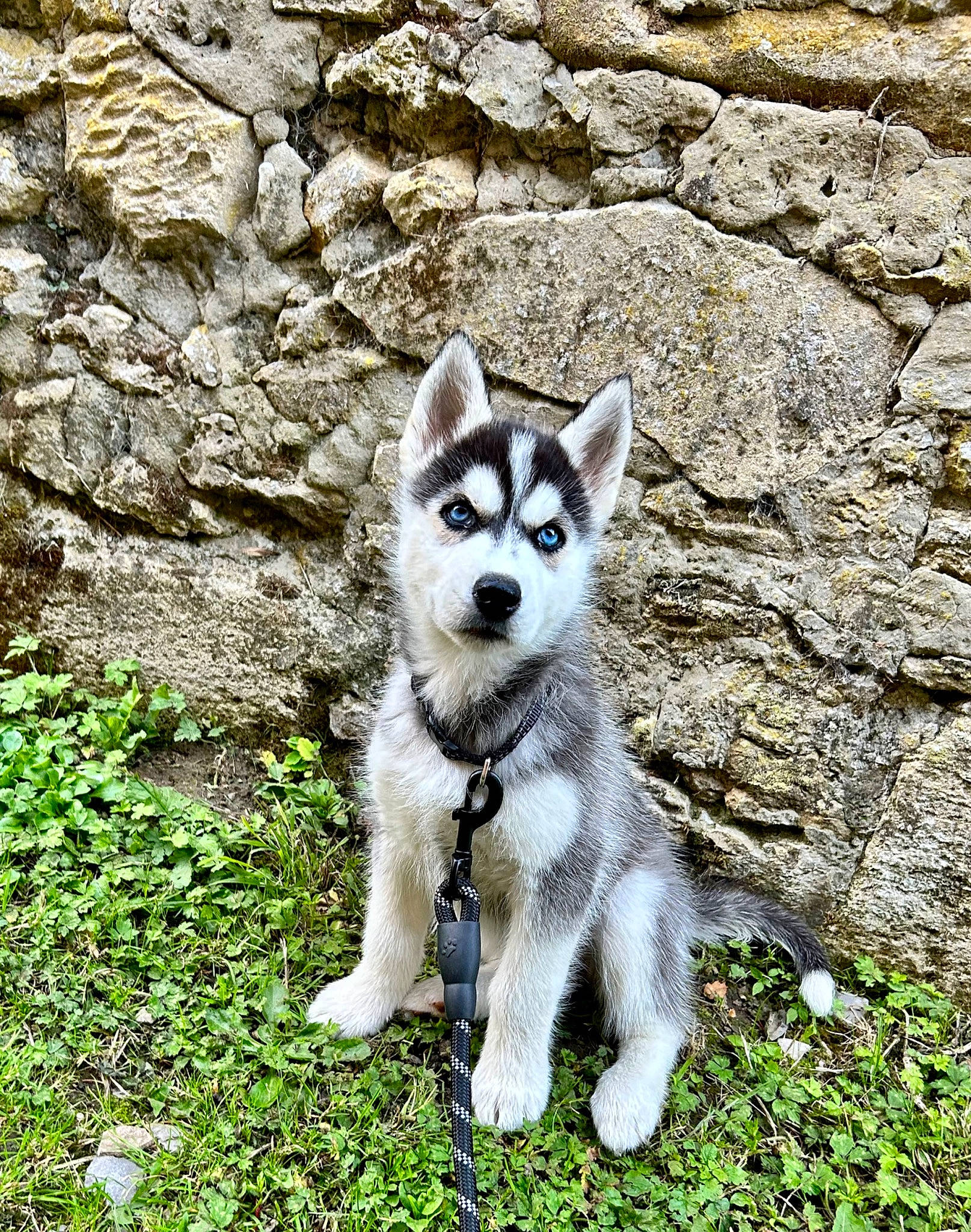 Uggo participe au concours pour gagner de l'argent avec cette photo : bedrock, canidae, canis, canis_lupus_tundrarum, carnivore, dog, dog_breed, grass, groundcover, non_sporting_group, plant, rock, sporting_group, tail, terrestrial_animal, wolf