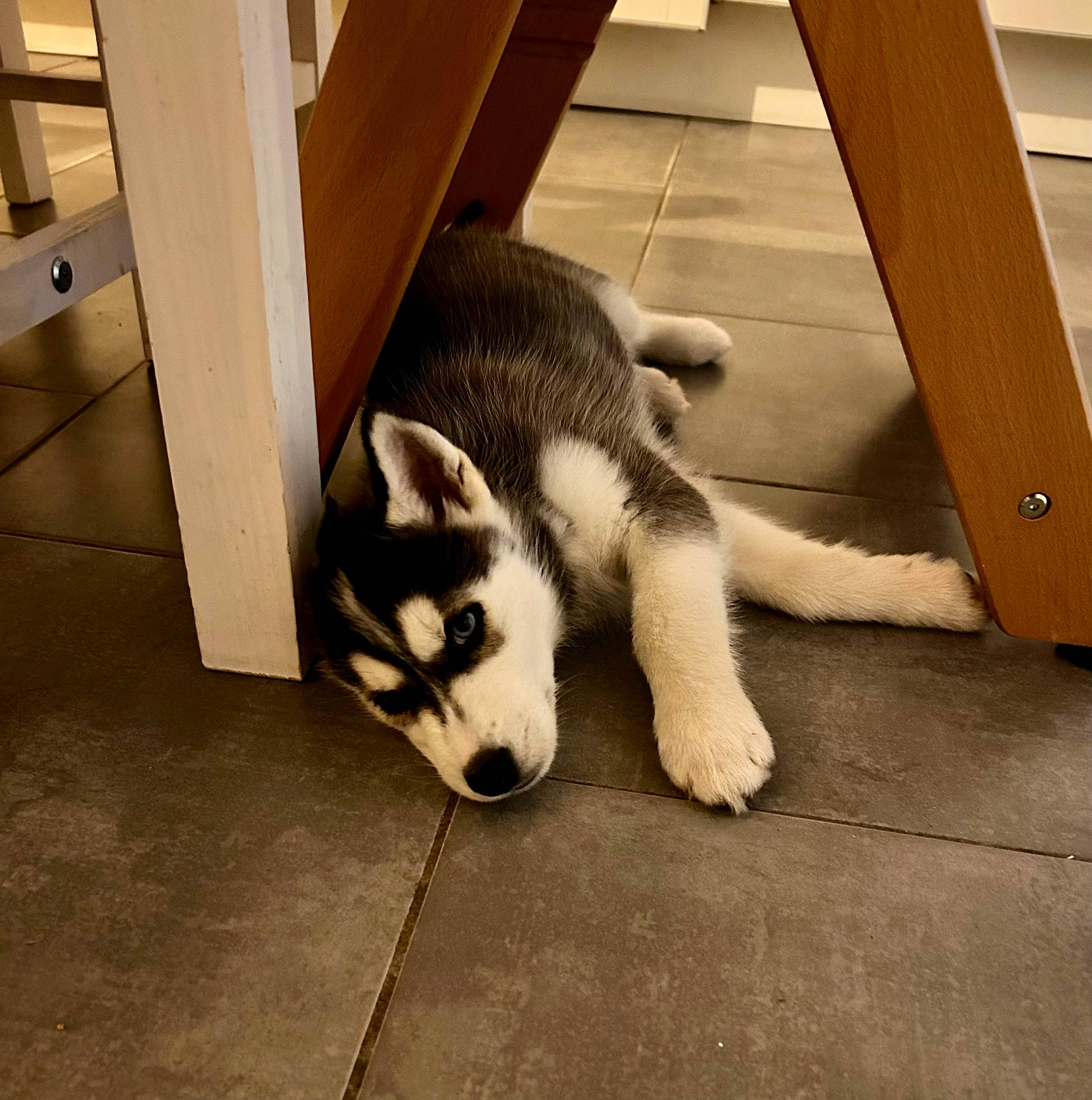 Uggo a rejoint le concours — aidez-le/la à gagner de superbes lots ! canis, carnivore, companion_dog, dog, dog_breed, floor, flooring, foot, fur, hardwood, non_sporting_group, paw, siberian_husky, sled_dog, sporting_group, tail, terrestrial_animal, wood, working_animal, working_dog