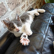 Aïko a rejoint le concours — aidez-le/la à gagner de superbes lots ! kitten, cat, gray_and_white, paw, stretching, leather_couch, black_couch, stone_wall, plant, indoor, pet, young_cat, curious, whiskers, feline, relaxed, close_up, animal, cute, home
