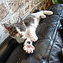 kitten, cat, gray_and_white, paw, stretching, leather_couch, black_couch, stone_wall, plant, indoor, pet, young_cat, curious, whiskers, feline, relaxed, close_up, animal, cute, home