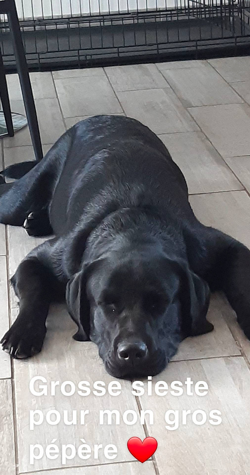 Pégase participe au concours pour gagner de l'argent avec cette photo : beagador, borador, canidae, carnivore, companion_dog, dog, dog_breed, flat_coated_retriever, labrador_retriever, puppy, retriever, snout, sporting_group