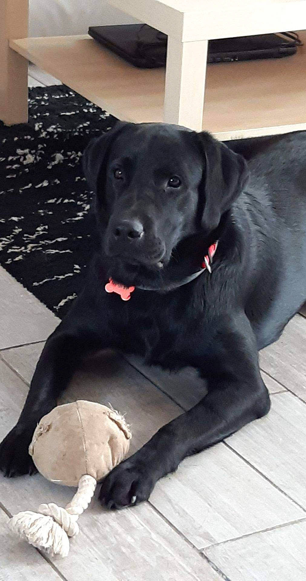 Pégase a rejoint le concours — aidez-le/la à gagner de superbes lots ! beagador, borador, cane_corso, canidae, carnivore, companion_dog, dog, dog_breed, flat_coated_retriever, labrador_retriever, mammal, patterdale_terrier, pointing_breed, retriever, snout, sporting_group, vertebrate