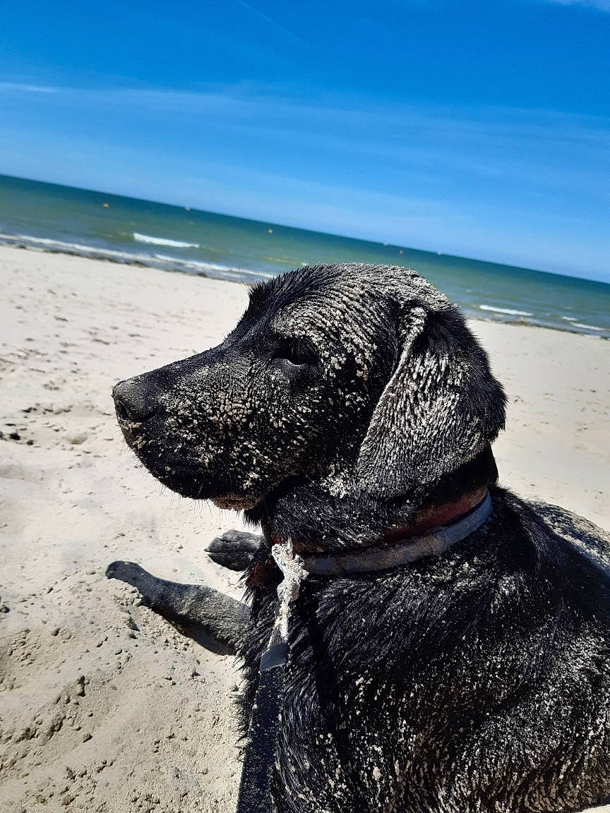 Pégase a rejoint le concours — aidez-le/la à gagner de superbes lots ! beach, canidae, carnivore, dog, dog_breed, labrador_retriever, ocean, retriever, sand, sea, snout, sporting_group
