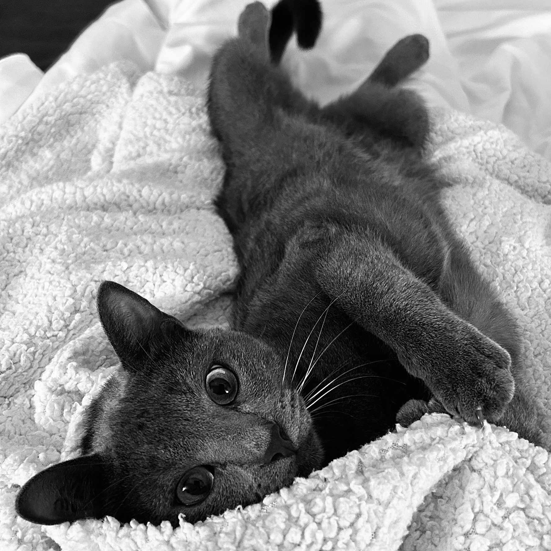 James a rejoint le concours — aidez-le/la à gagner de superbes lots ! abyssinian, animal, back, bed, blackcat, blanket, bodypart, cat, couch, furniture, homedecor, kitten, laundry, linen, manx, person, pet, quilt, sleeping, towel