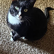 Thunder is registered to the contest to win money with this photo: cat, tuxedo_cat, black_and_white, feline, pet, animal, sitting, carpet, indoor, portrait, green_eyes, yellow_eyes, white_chest, white_paws, whiskers, ears, tail, sunlight, shadow, close_up
