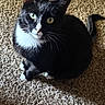 cat, tuxedo_cat, black_and_white, feline, pet, animal, sitting, carpet, indoor, portrait, green_eyes, yellow_eyes, white_chest, white_paws, whiskers, ears, tail, sunlight, shadow, close_up
