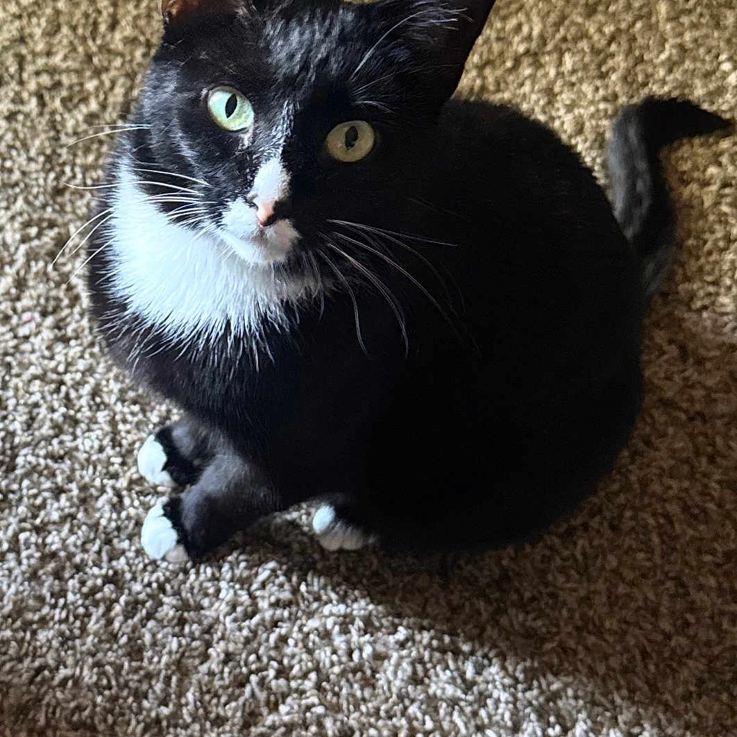 Thunder is registered to the contest to win money with this photo: cat, tuxedo_cat, black_and_white, feline, pet, animal, sitting, carpet, indoor, portrait, green_eyes, yellow_eyes, white_chest, white_paws, whiskers, ears, tail, sunlight, shadow, close_up
