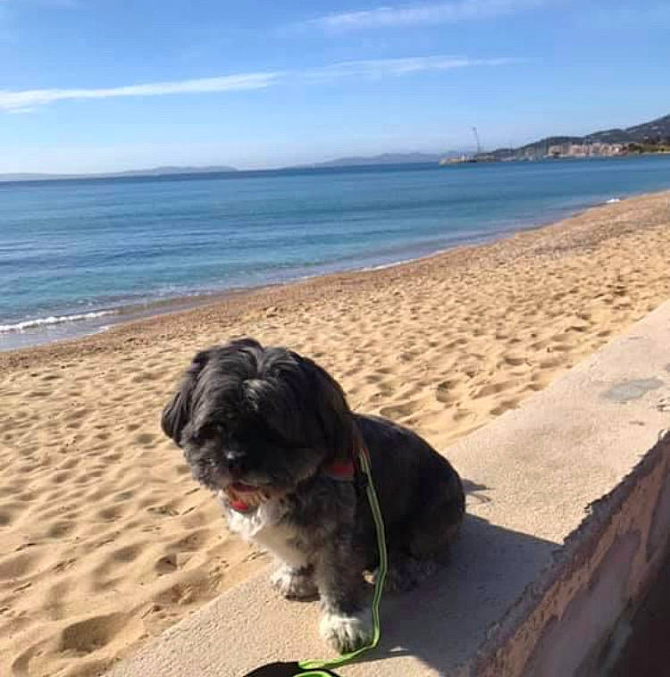 Cooper participe au concours pour gagner de l'argent avec cette photo : beach, body_of_water, carnivore, cloud, companion_dog, dog, dog_breed, dog_collar, fawn, horizon, landscape, plant, sky, small_terrier, snout, terrier, toy_dog, water, wind_wave, wood