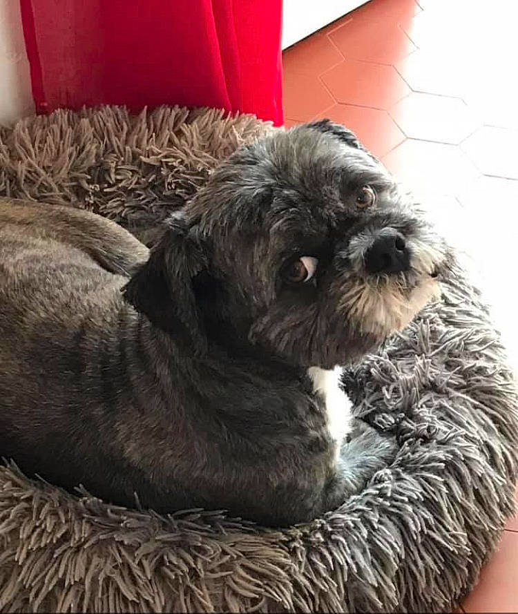 Cooper a rejoint le concours — aidez-le/la à gagner de superbes lots ! canidae, carnivore, comfort, companion_dog, dog, dog_breed, dog_collar, dog_supply, fur, liver, maltepoo, pet_supply, small_terrier, snout, sporting_group, terrestrial_animal, terrier, toy_dog, water_dog, working_animal