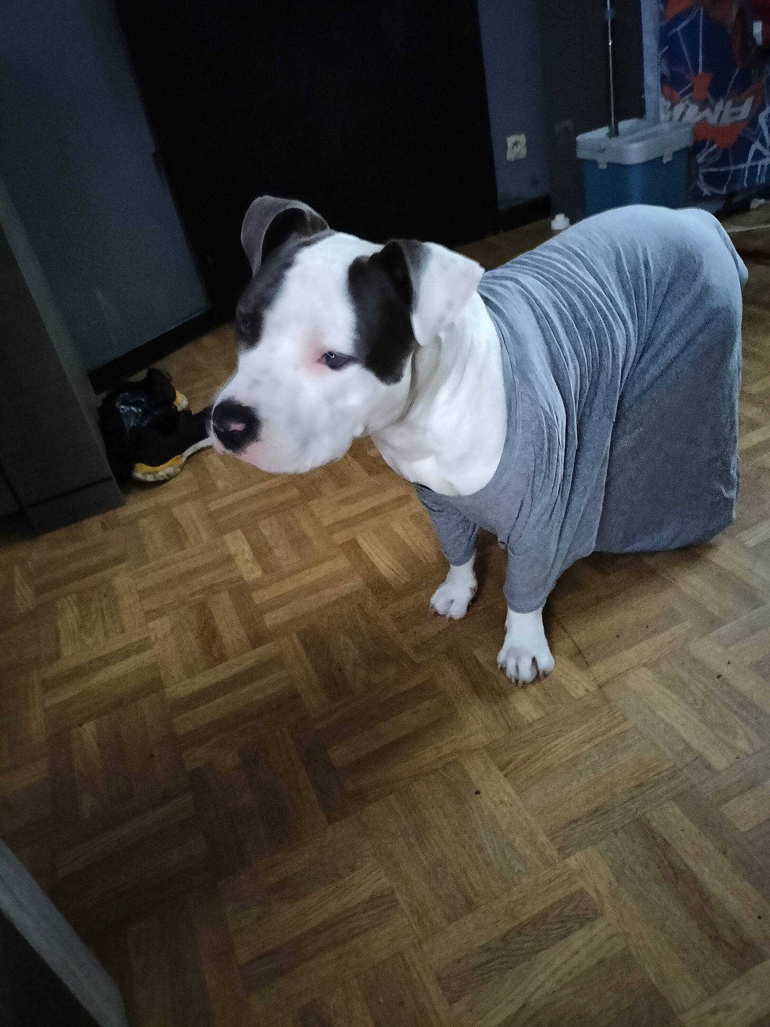 Rider a rejoint le concours — aidez-le/la à gagner de superbes lots ! carnivore, collar, companion_dog, dog, dog_breed, dog_supply, fawn, floor, flooring, hardwood, laminate_flooring, pet_supply, snout, sporting_group, tail, terrier, whiskers, wood, wood_flooring, working_animal