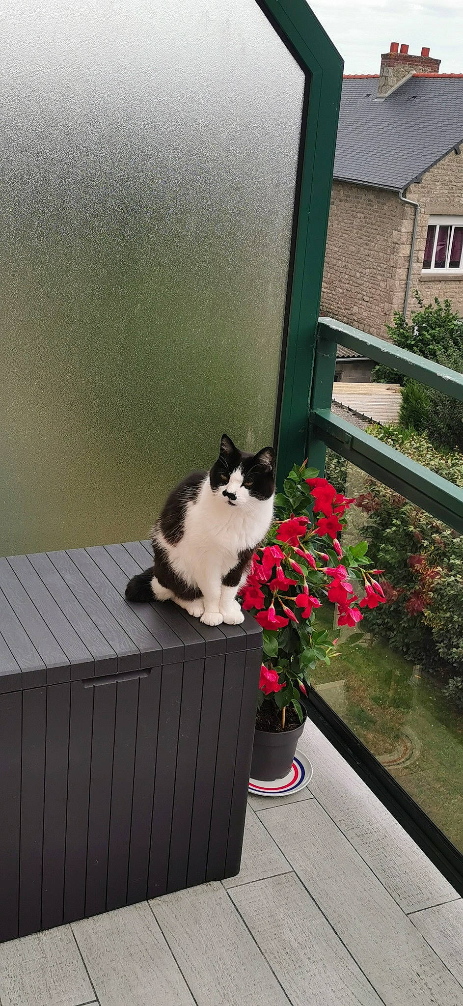 Charlot a rejoint le concours — aidez-le/la à gagner de superbes lots ! carnivore, cat, domestic_short_haired_cat, felidae, flower, flowerpot, fur, grass, hardwood, houseplant, plant, porch, room, sitting, small_to_medium_sized_cats, tail, tree, whiskers, window, wood