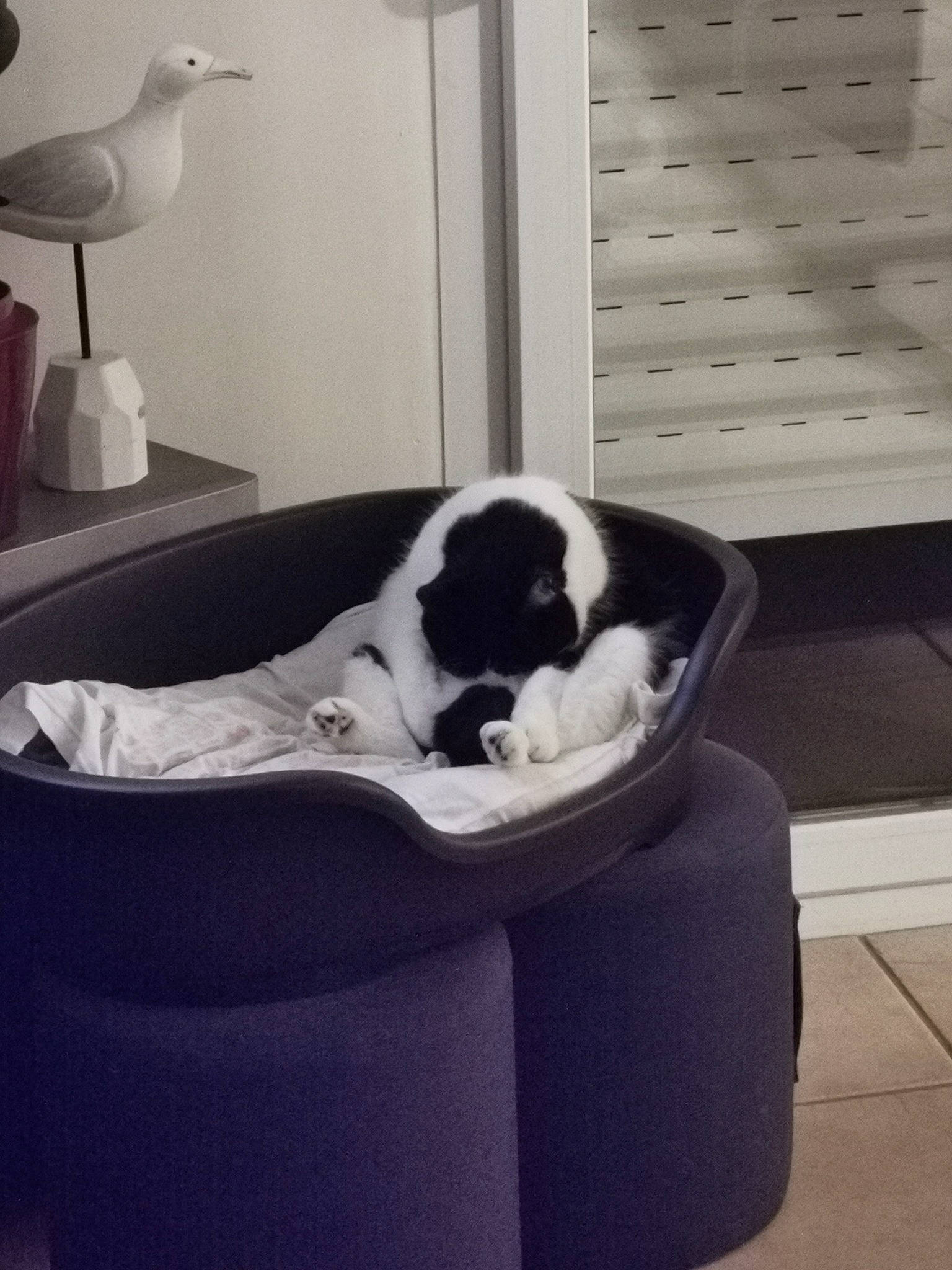 Charlot a rejoint le concours — aidez-le/la à gagner de superbes lots ! beak, bird, black, carnivore, cat_supply, comfort, companion_dog, dog_breed, felidae, flooring, hardwood, light, monochrome_photography, pet_supply, rectangle, room, serveware, small_to_medium_sized_cats, style, white