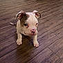dog, puppy, bulldog, white_and_brown, pink_nose, ears, paws, floor, hardwood_floor, wooden_floor, sitting, indoor, home, interior, fireplace, stone_wall, pet, curious, looking_up, close_up
