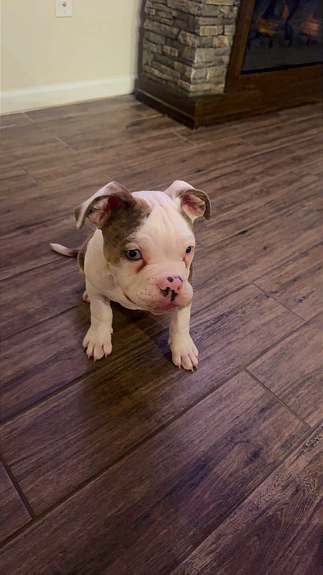 Daxx is registered to the contest to win money with this photo: dog, puppy, bulldog, white_and_brown, pink_nose, ears, paws, floor, hardwood_floor, wooden_floor, sitting, indoor, home, interior, fireplace, stone_wall, pet, curious, looking_up, close_up