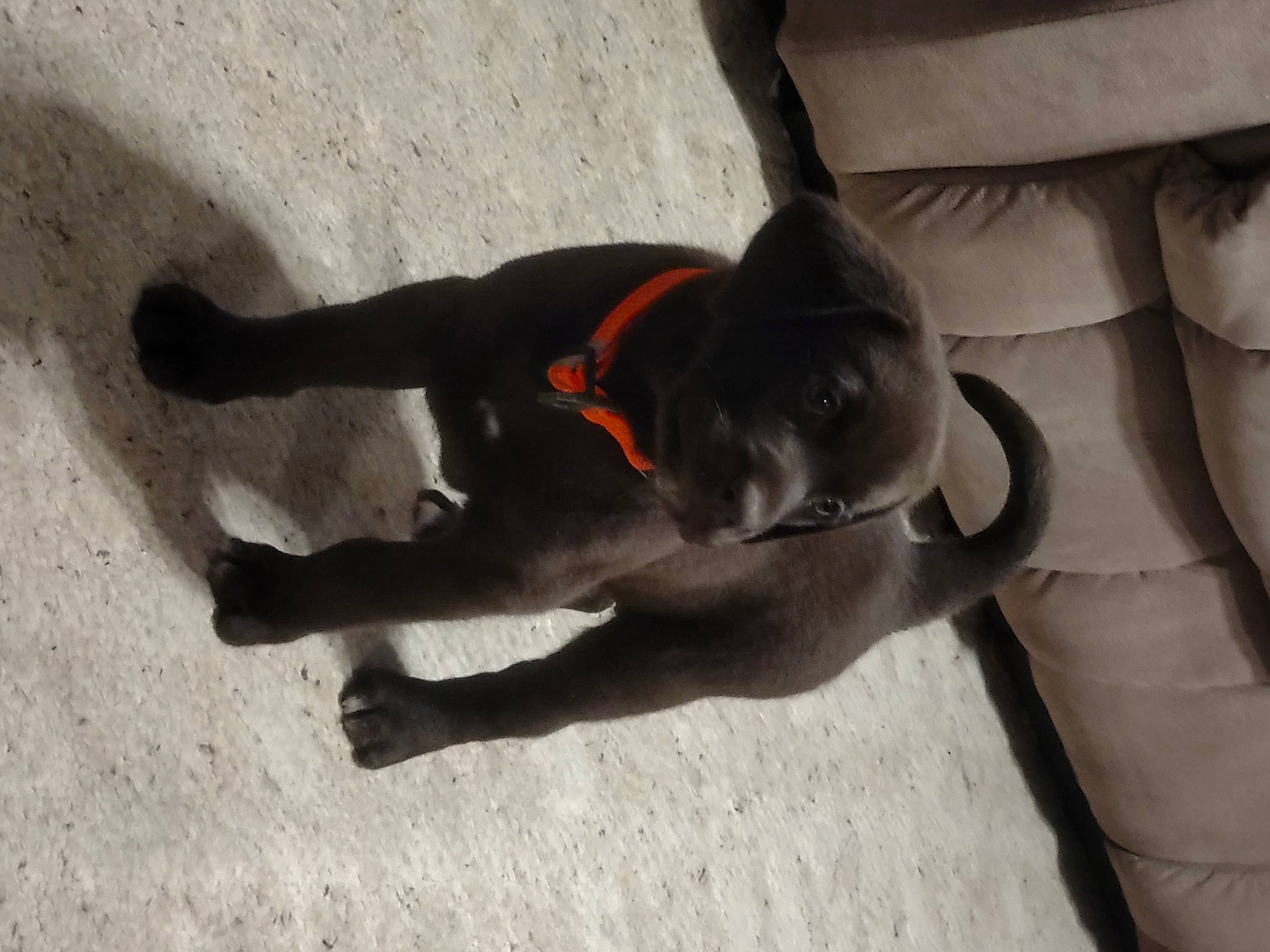 Moose is registered to the contest to win money with this photo: canidae, carnivore, comfort, companion_dog, dog, dog_breed, dog_collar, fawn, flooring, grey, guard_dog, human_leg, mammal, pet_supply, shadow, snout, tail, vertebrate, wood, working_animal