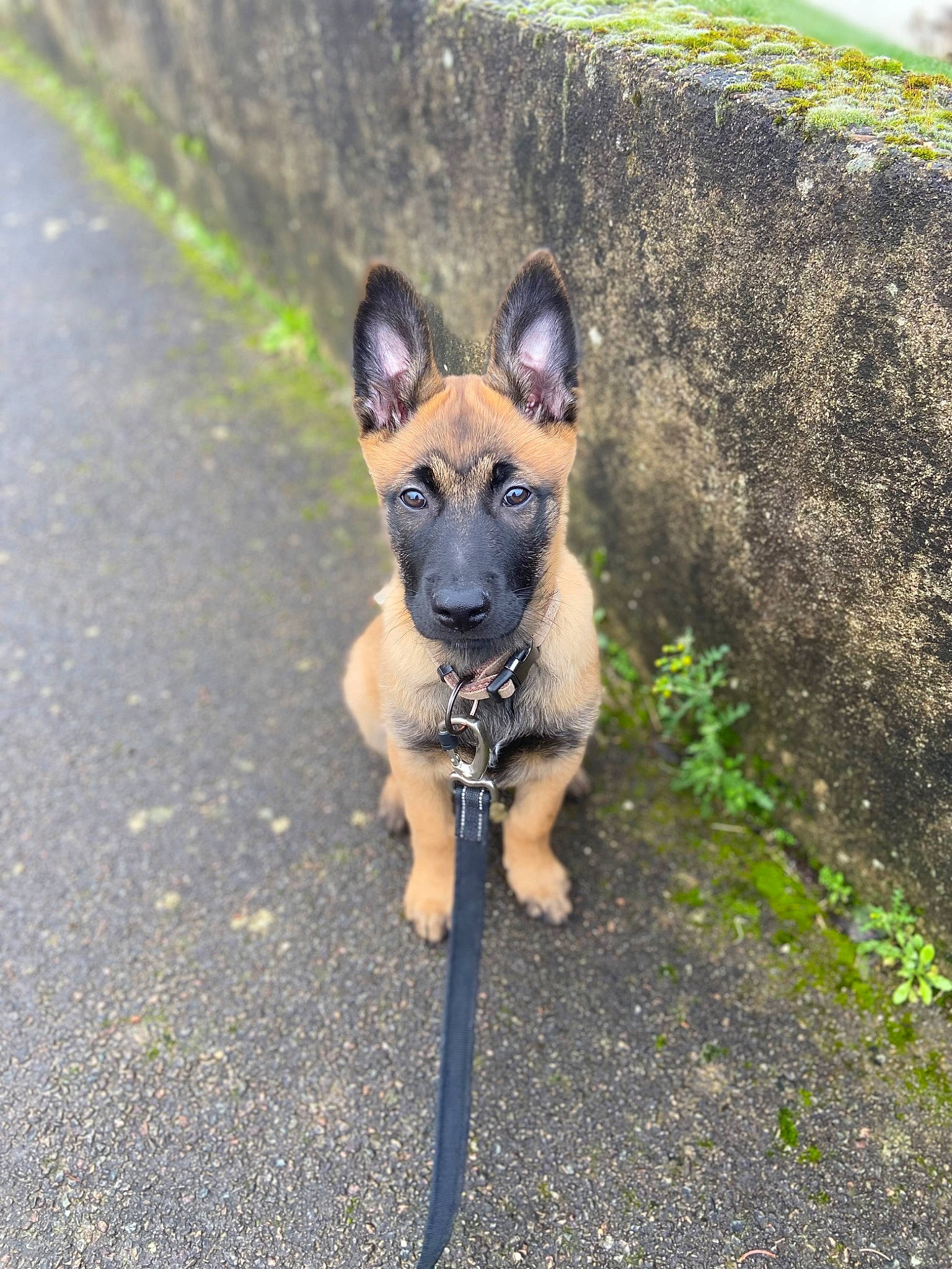 Texas a rejoint le concours — aidez-le/la à gagner de superbes lots ! carnivore, collar, companion_dog, dog, dog_breed, dog_collar, dog_supply, eye, fawn, grass, leash, plant, road, road_surface, snout, sporting_group, tail, terrestrial_animal, working_animal, working_dog