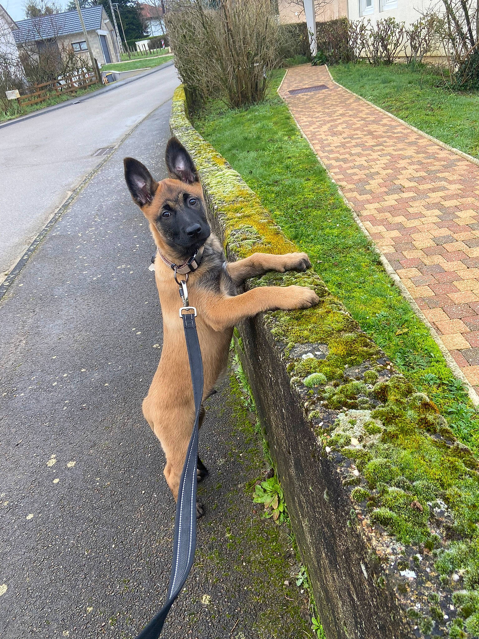 Texas participe au concours pour gagner de l'argent avec cette photo : asphalt, carnivore, collar, companion_dog, dog, dog_breed, fawn, grass, groundcover, leash, pet_supply, plant, road, road_surface, sidewalk, snout, sporting_group, tail, tree, working_animal